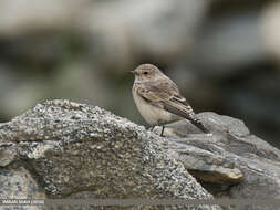 Image of Pied Wheatear