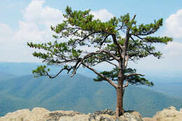 Image of Hickory Pine