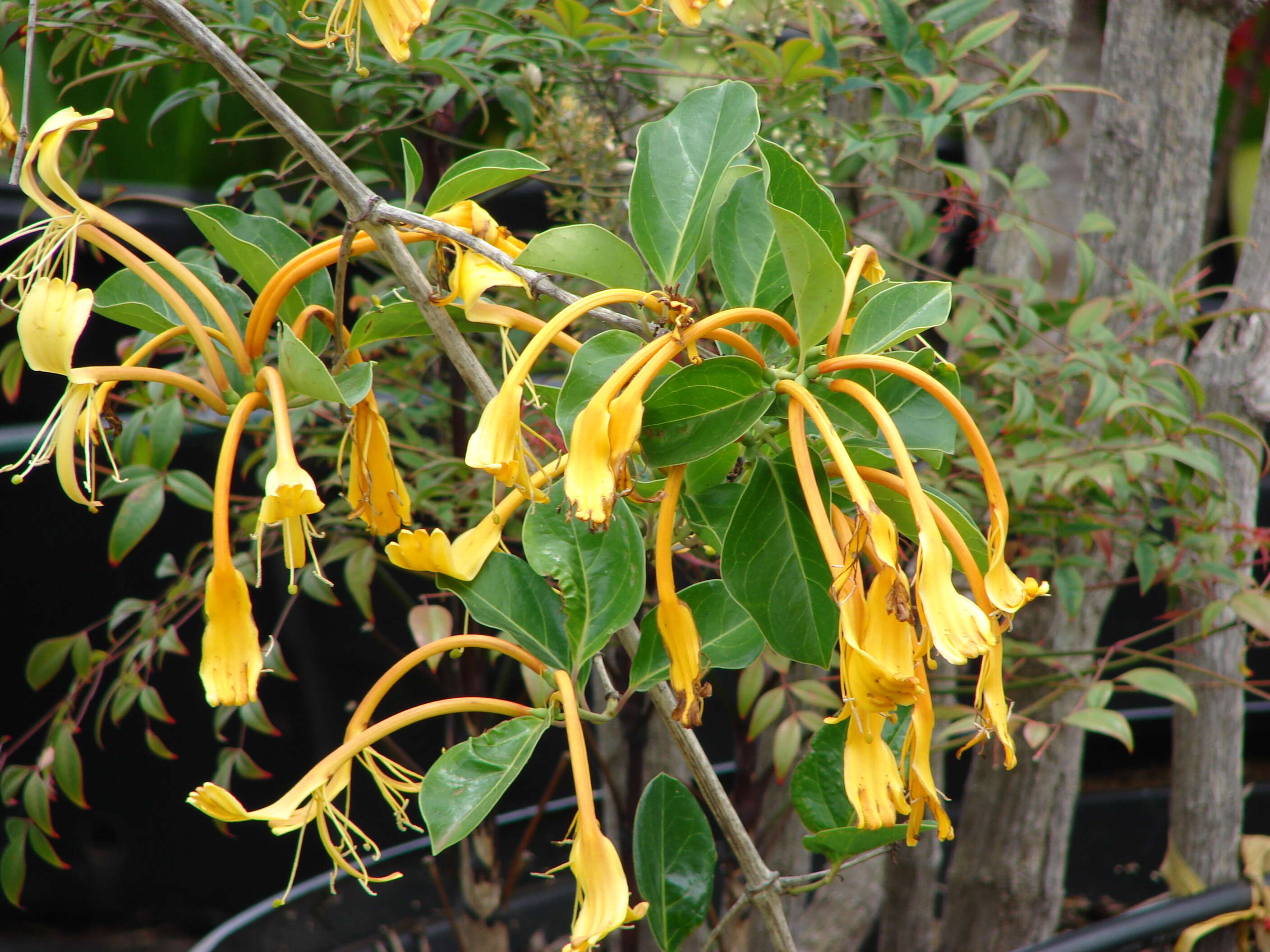 Image of Lonicera hildebrandiana Collett & Hemsl.