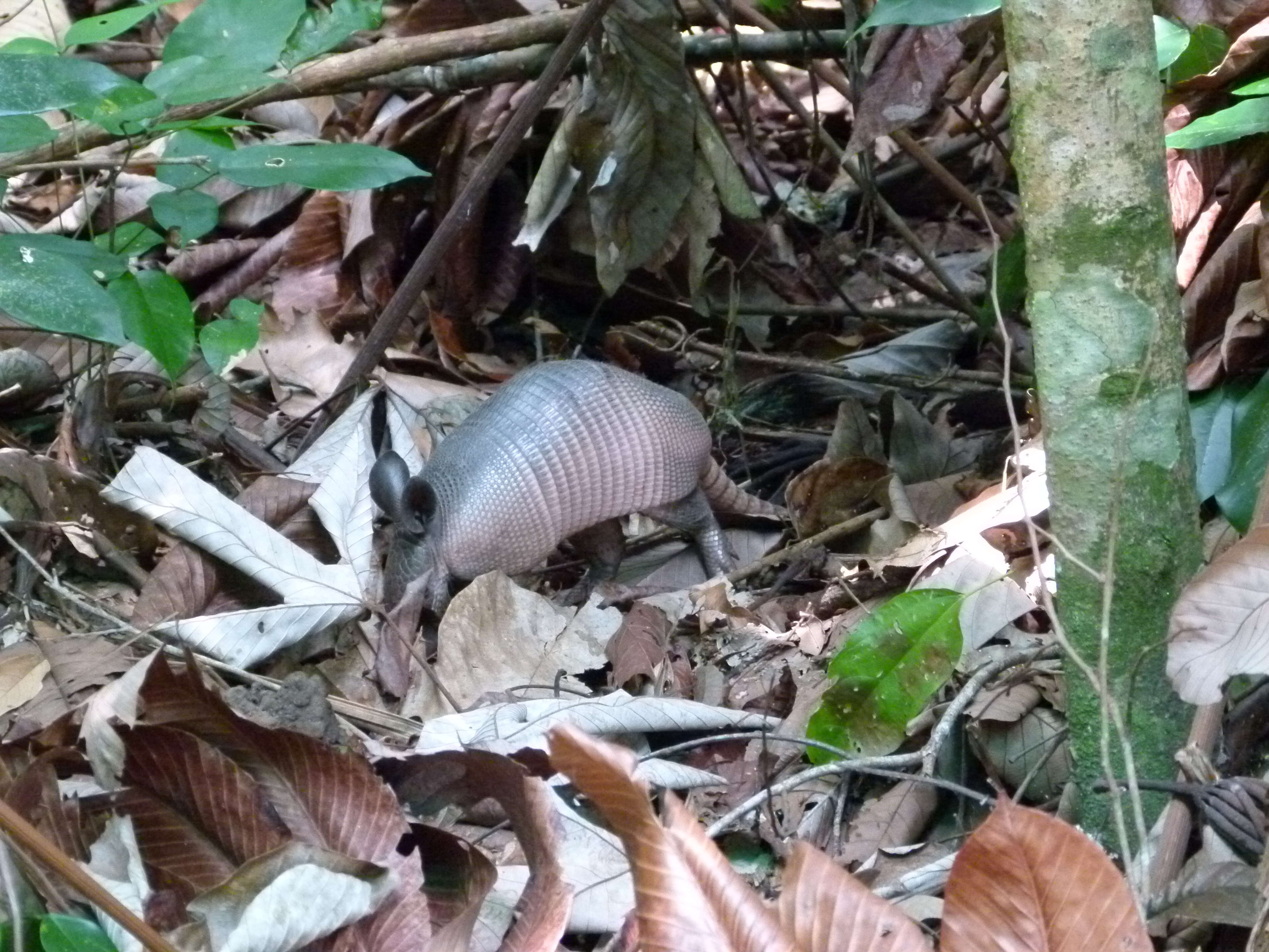 Image of Southern Long-Nosed Armadillo