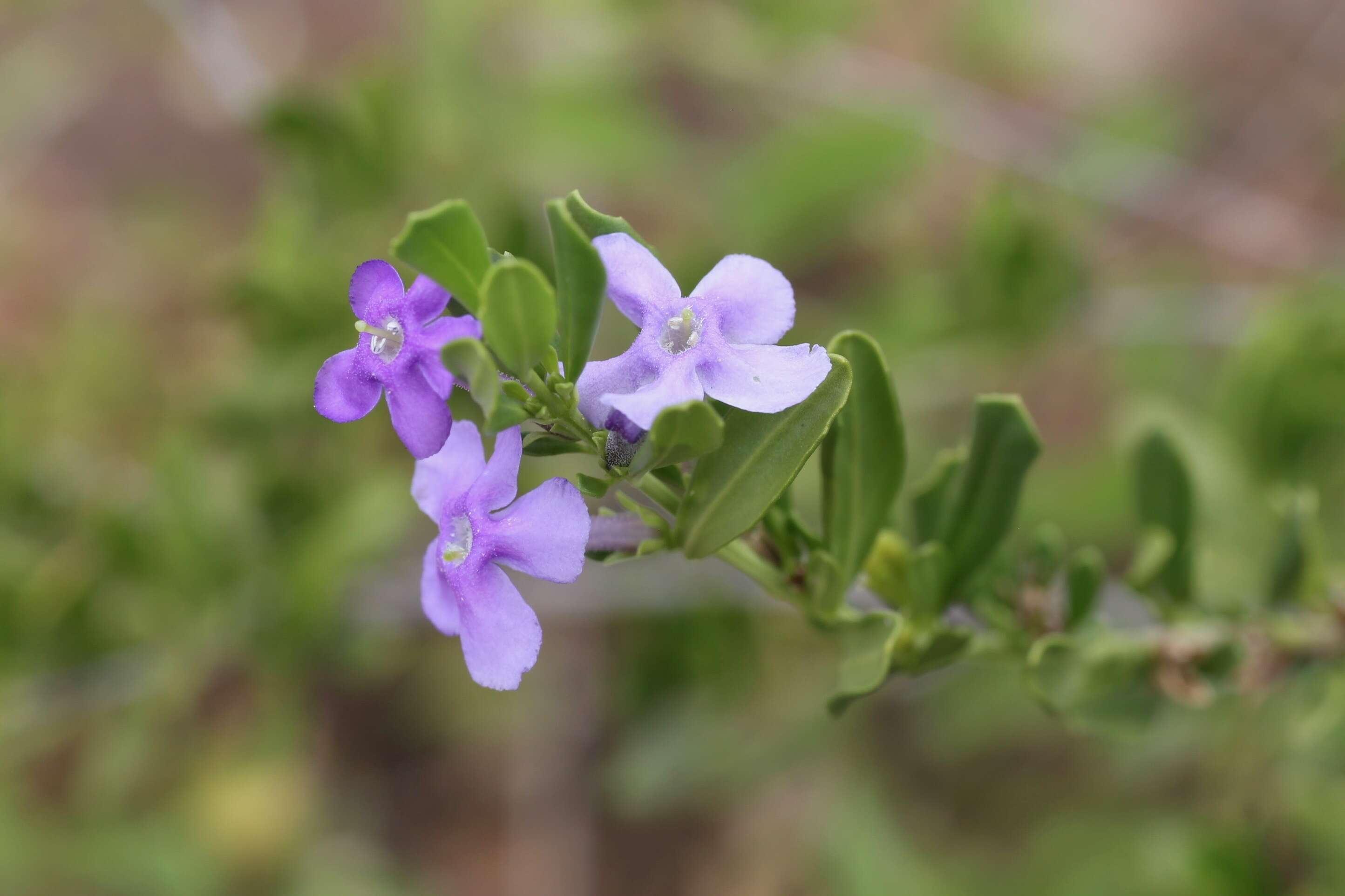 Image of Mauve freylinia