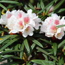 Imagem de Rhododendron roxieanum Forrest