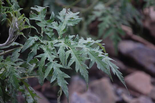 Image of Ambrosia arborescens Mill.