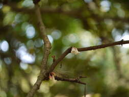 Image of Dimorphocalyx glabellus var. lawianus (Hook. fil.) Chakrab. & N. P. Balakr.