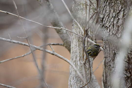 Image of Golden-crowned Kinglet