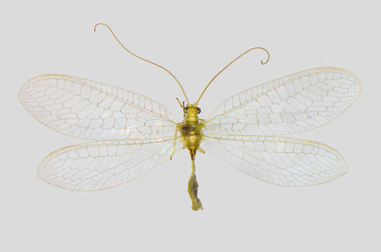 Image of Cunctochrysa