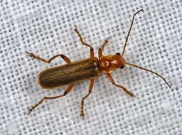 Image of Cantharis livida