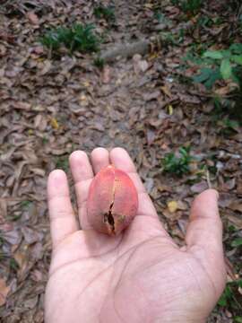 Image de Sterculia parviflora Roxb.