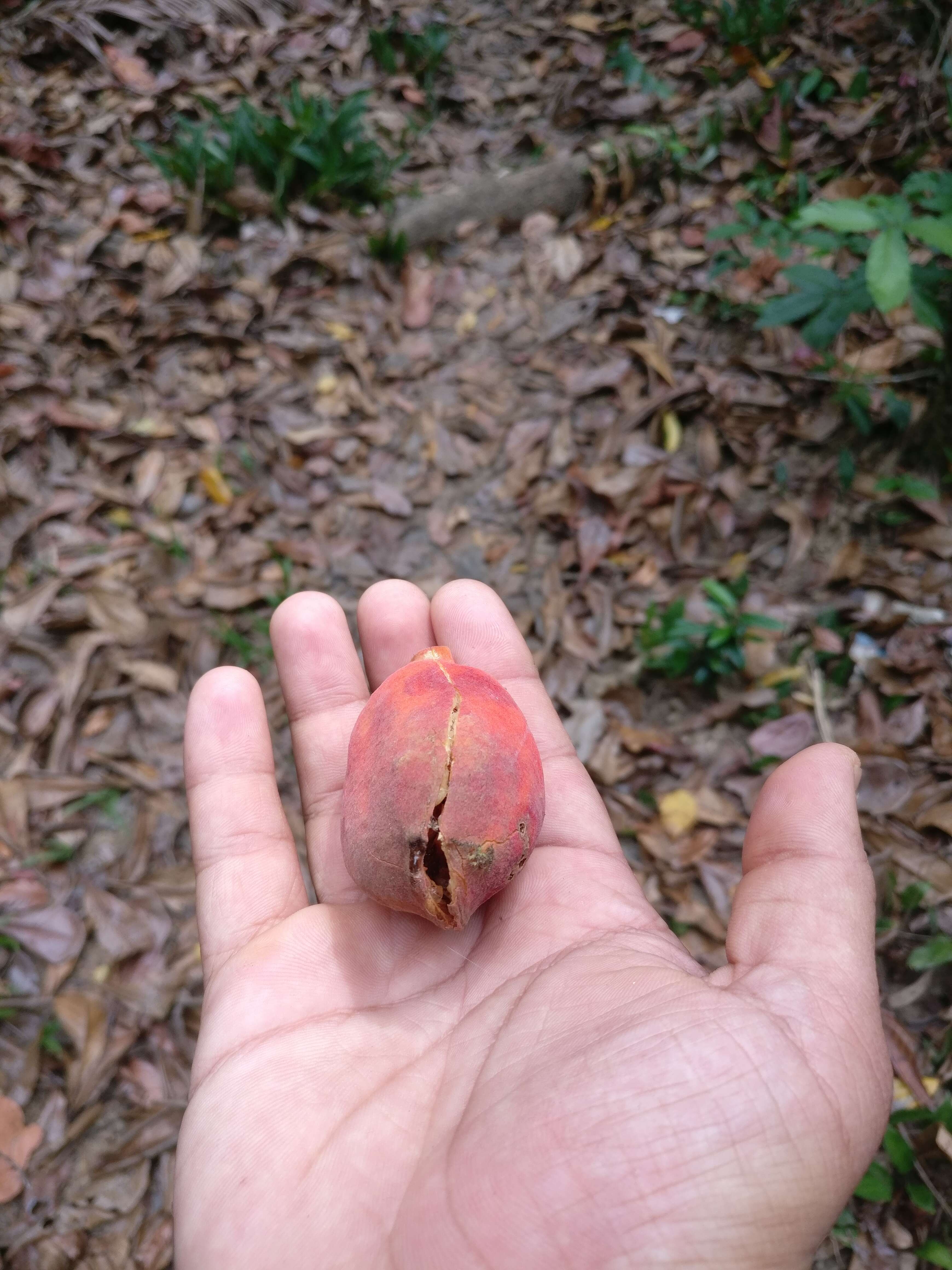 Sivun Sterculia parviflora Roxb. kuva