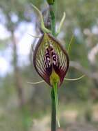 Image of Bonnet orchid