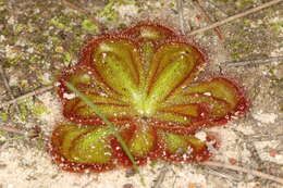 Image of Drosera zonaria Planch.