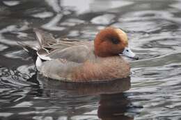 Image of Eurasian Wigeon