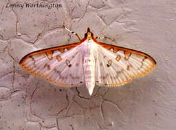 Image of Palpita annulifer Inoue 1996