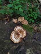 Image of Polyporus tuberaster (Jacq. ex Pers.) Fr. 1821