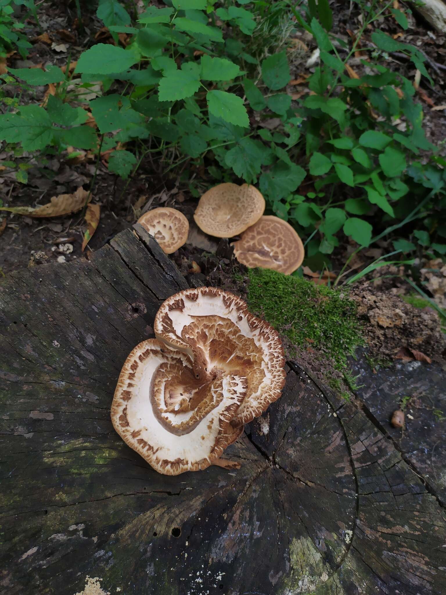 Image of Polyporus tuberaster (Jacq. ex Pers.) Fr. 1821