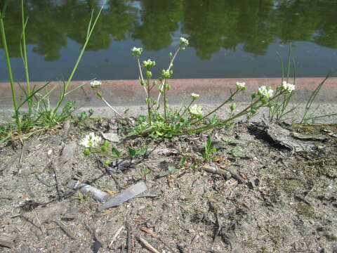 Image of early scurvygrass