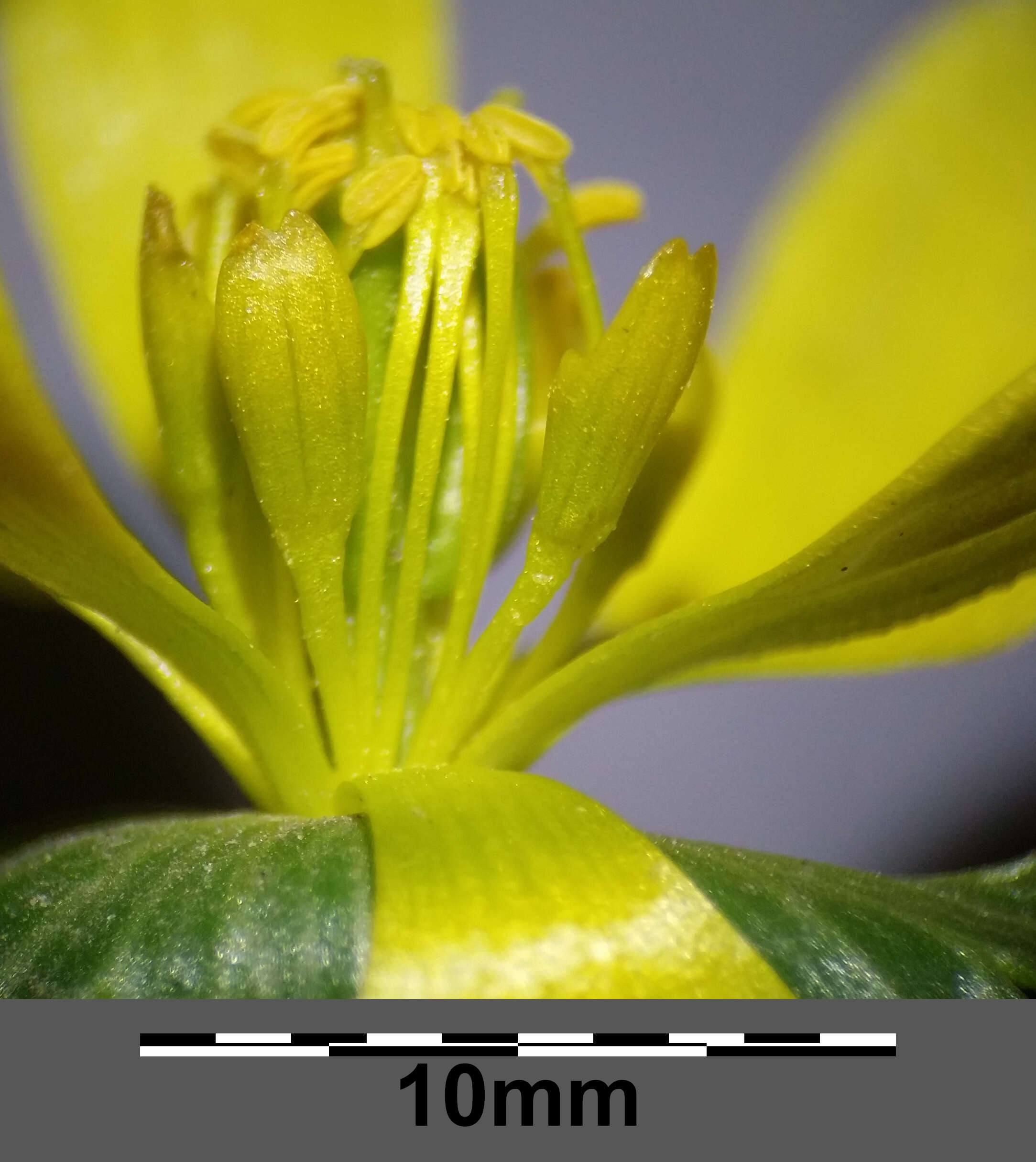 Image of eranthis