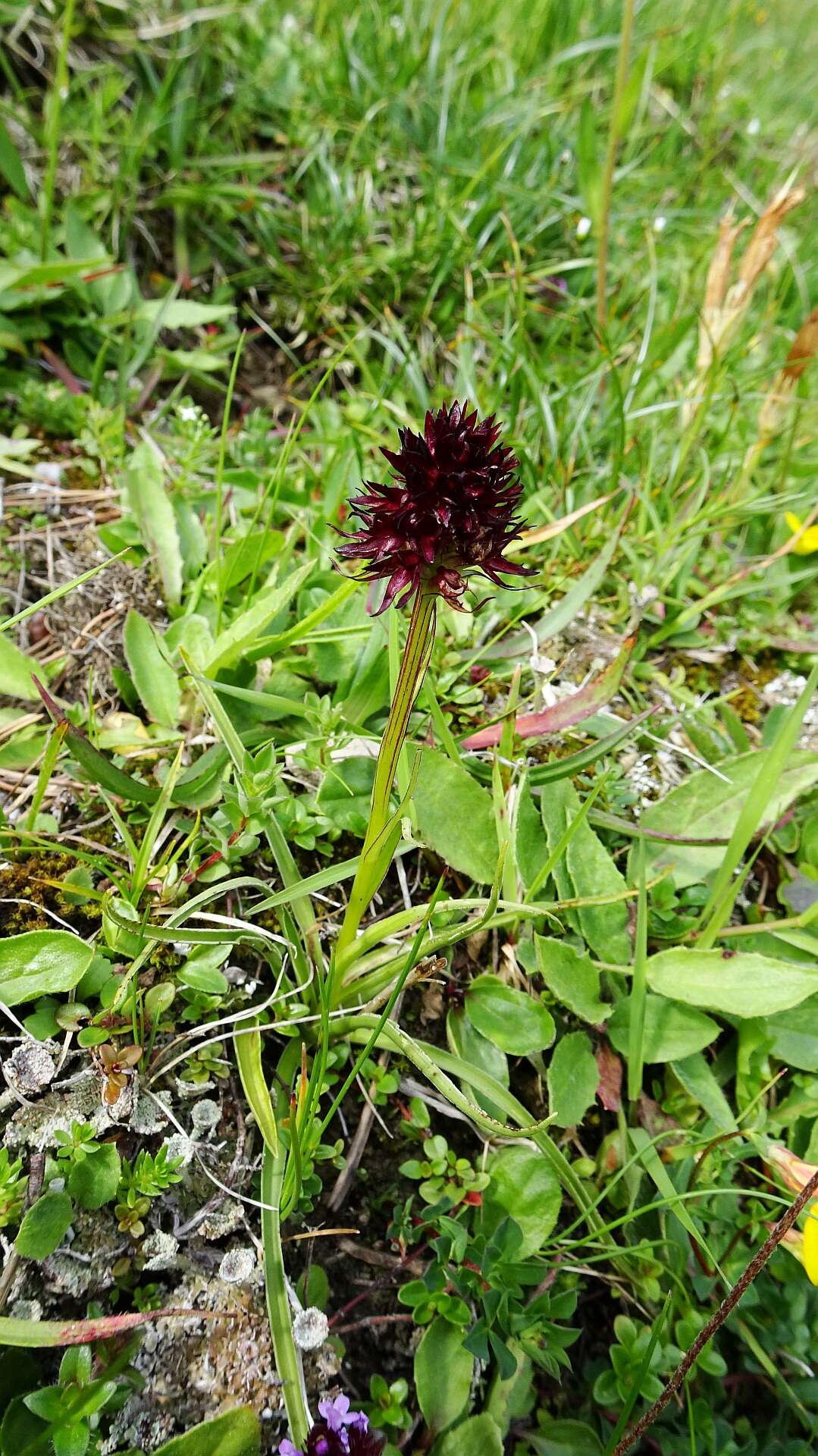 Image of Gymnadenia rhellicani (Teppner & E. Klein) Teppner & E. Klein