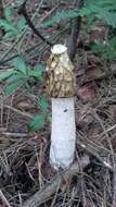 Image of Stinkhorn