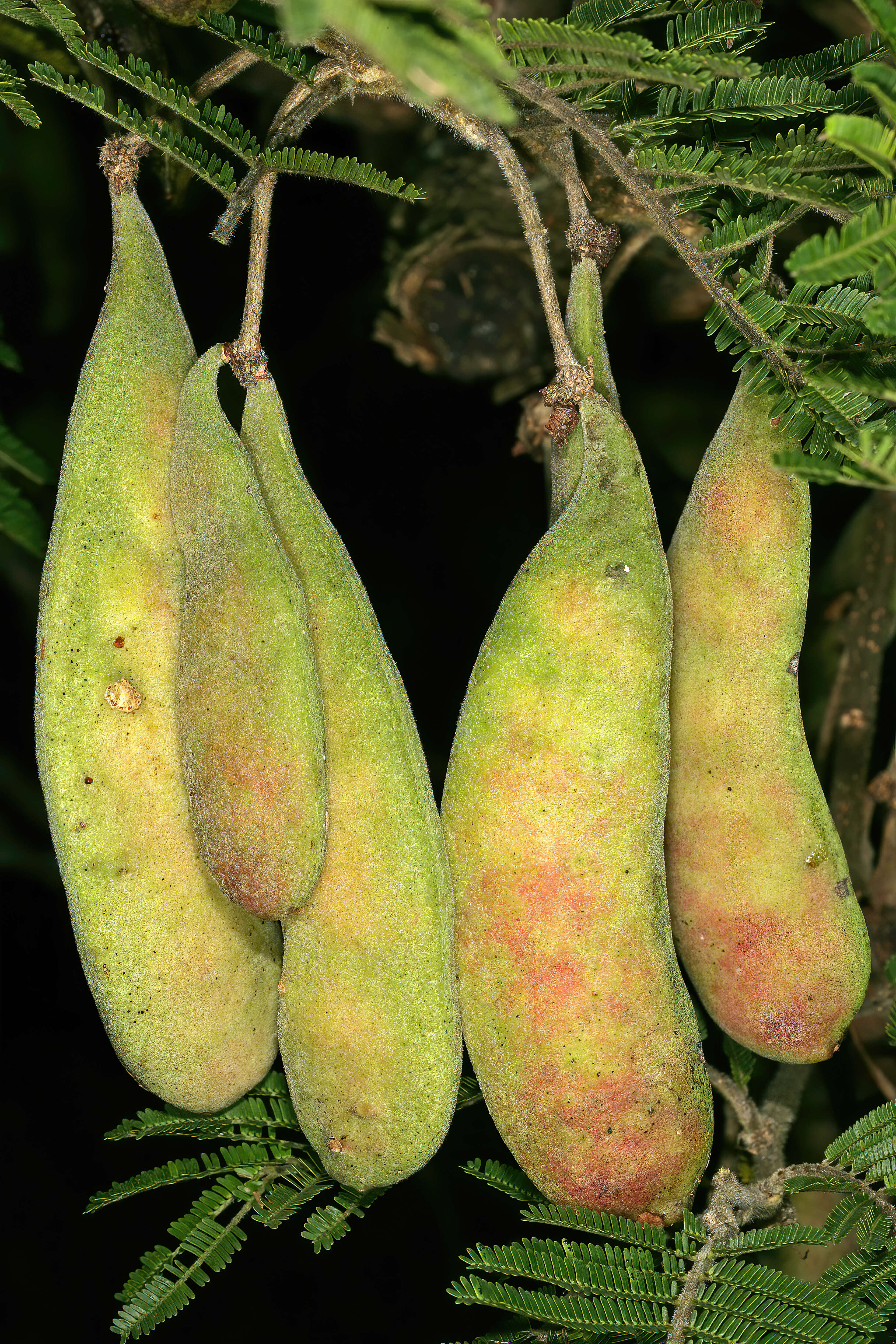 Image of Vachellia sieberiana (DC.) Kyal. & Boatwr.