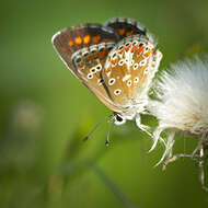 Image of common blue