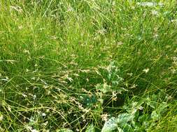 Image of quaking-grass sedge