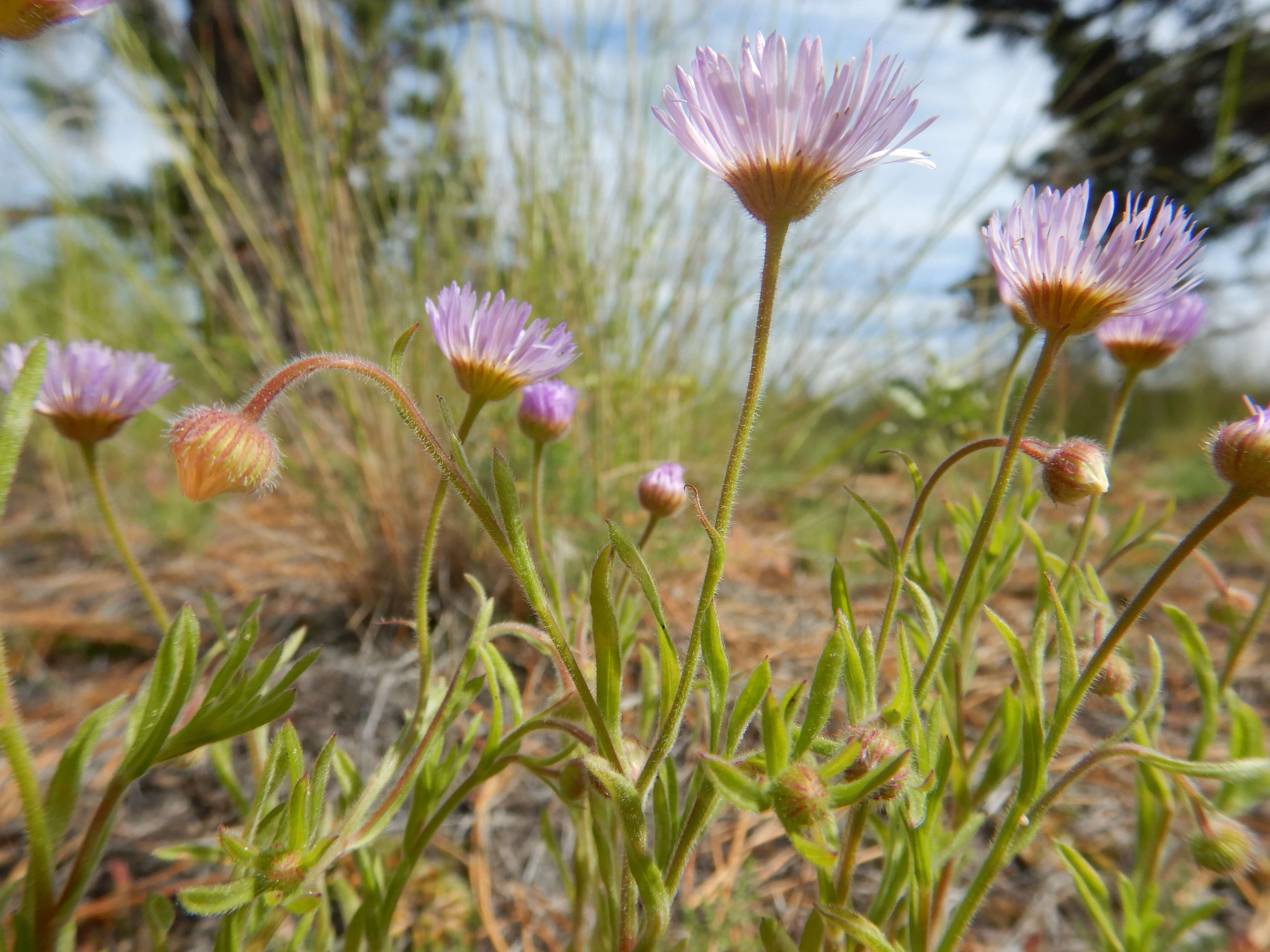 Image de Erigeron pumilus Nutt.