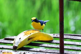 Image of Thick-billed Euphonia