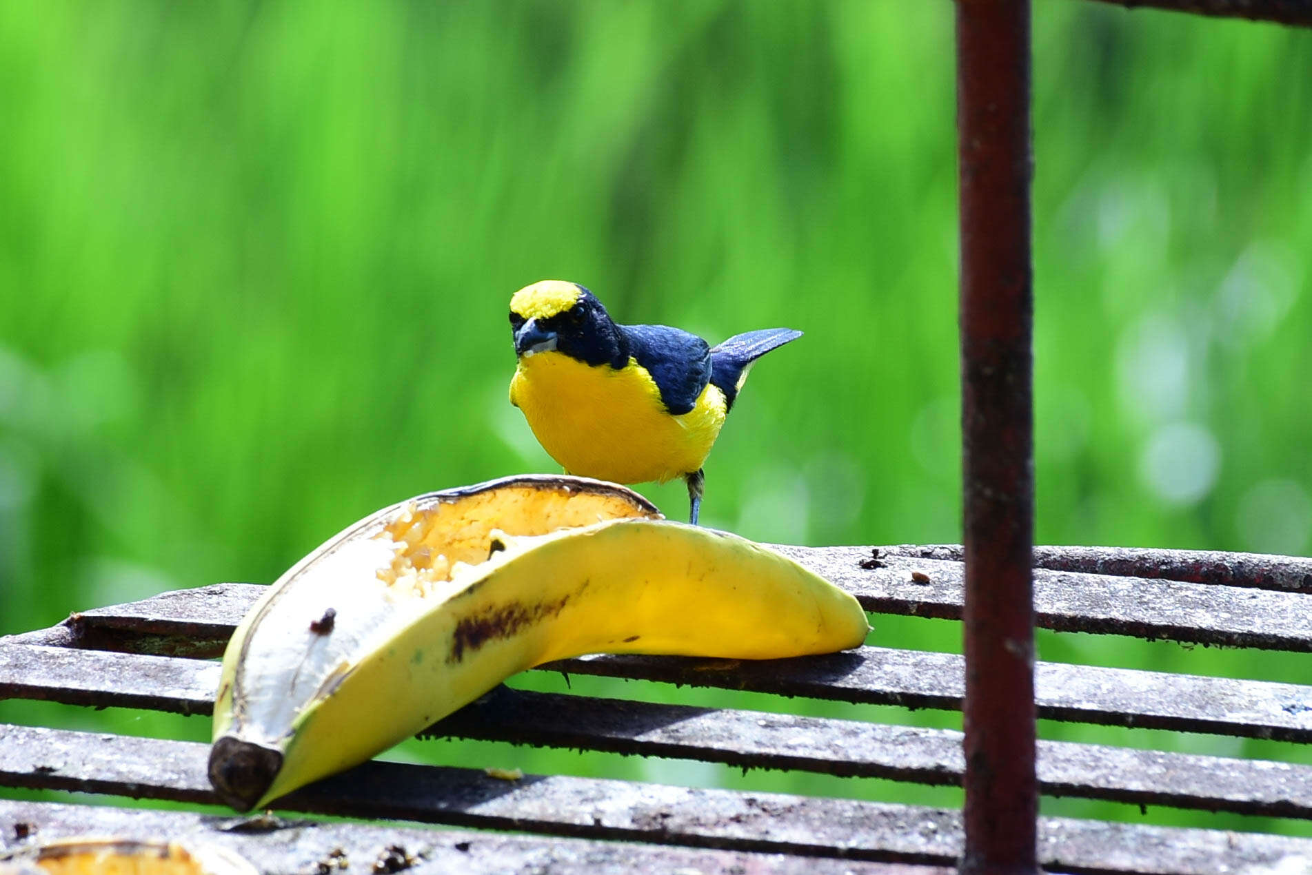 Image of Thick-billed Euphonia