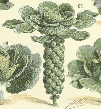 Image of Brussels Sprout