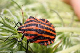 Image of <i>Graphosoma italicum</i>