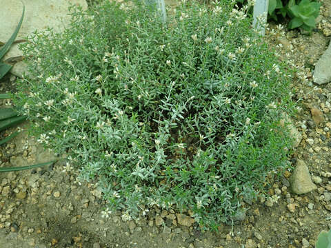 Image of Crassula biplanata Haw.