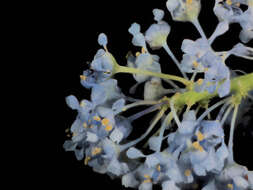 Image of Santa Barbara ceanothus