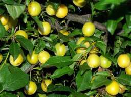 Image of Prunus sect. Prunus