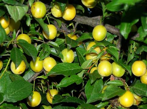 Image of Prunus sect. Prunus