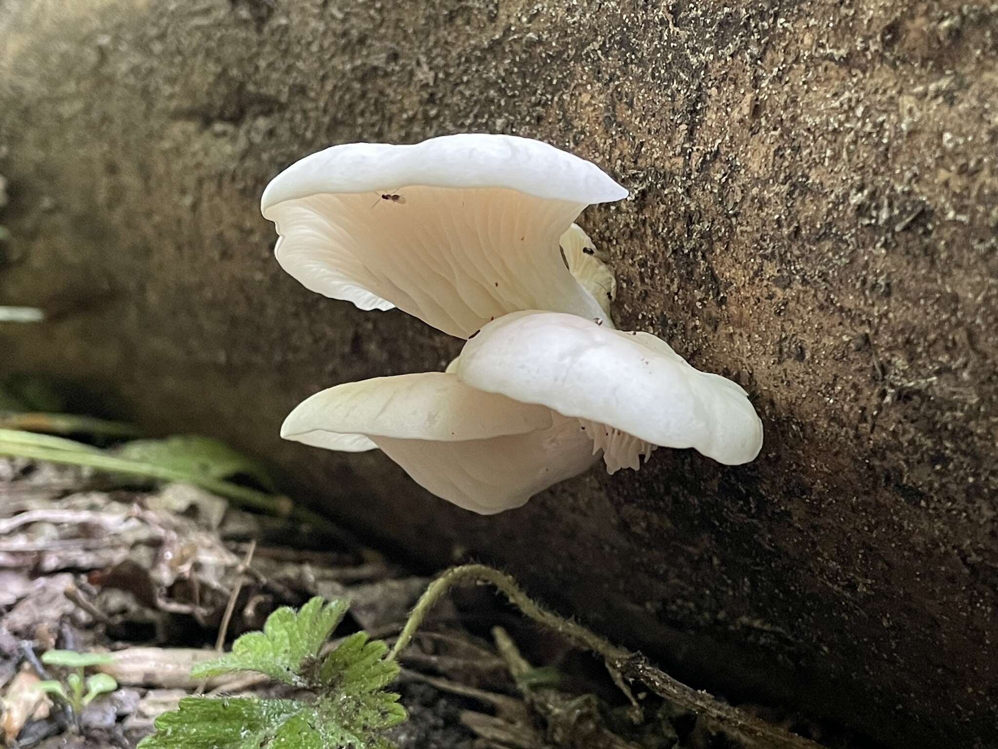 Image of Pleurotus pulmonarius (Fr.) Quél. 1872