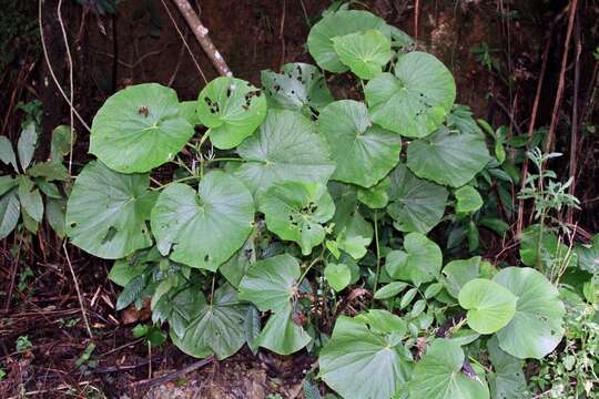 Слика од Piper umbellatum L.