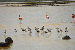 Imagem de Phoenicopterus ruber Linnaeus 1758