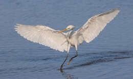 صورة Egretta eulophotes (Swinhoe 1860)