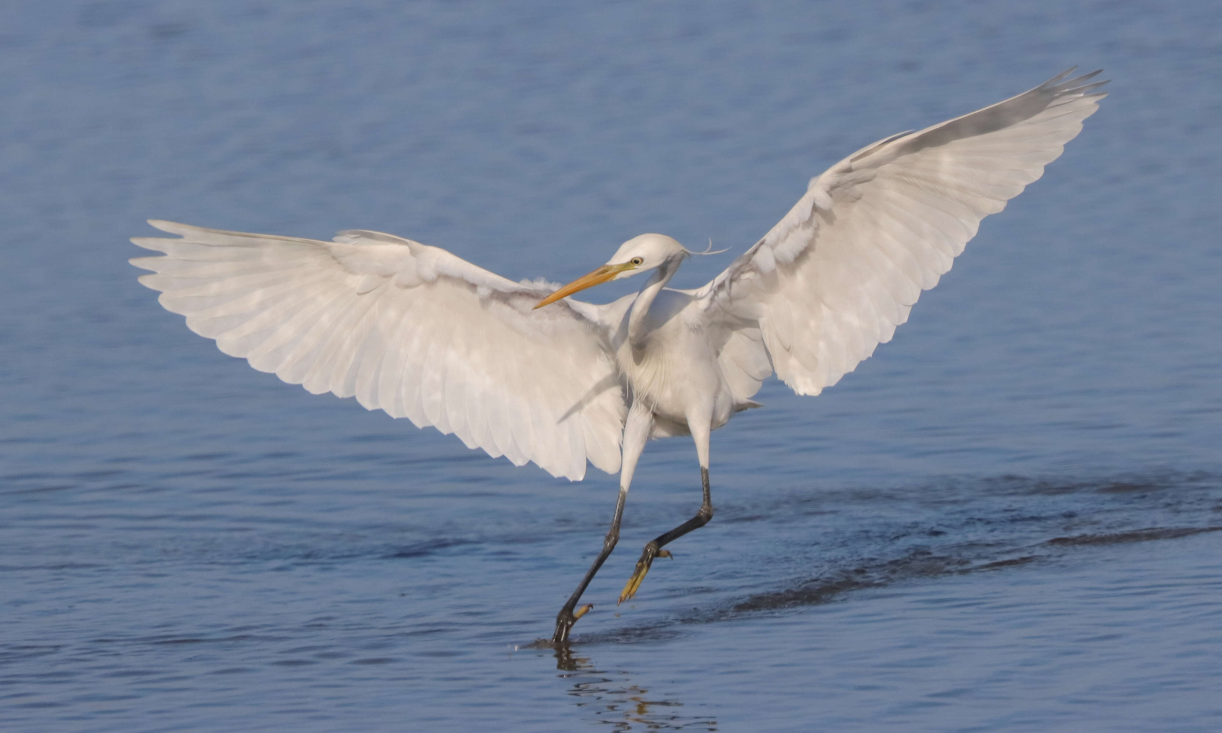 Imagem de Egretta eulophotes (Swinhoe 1860)