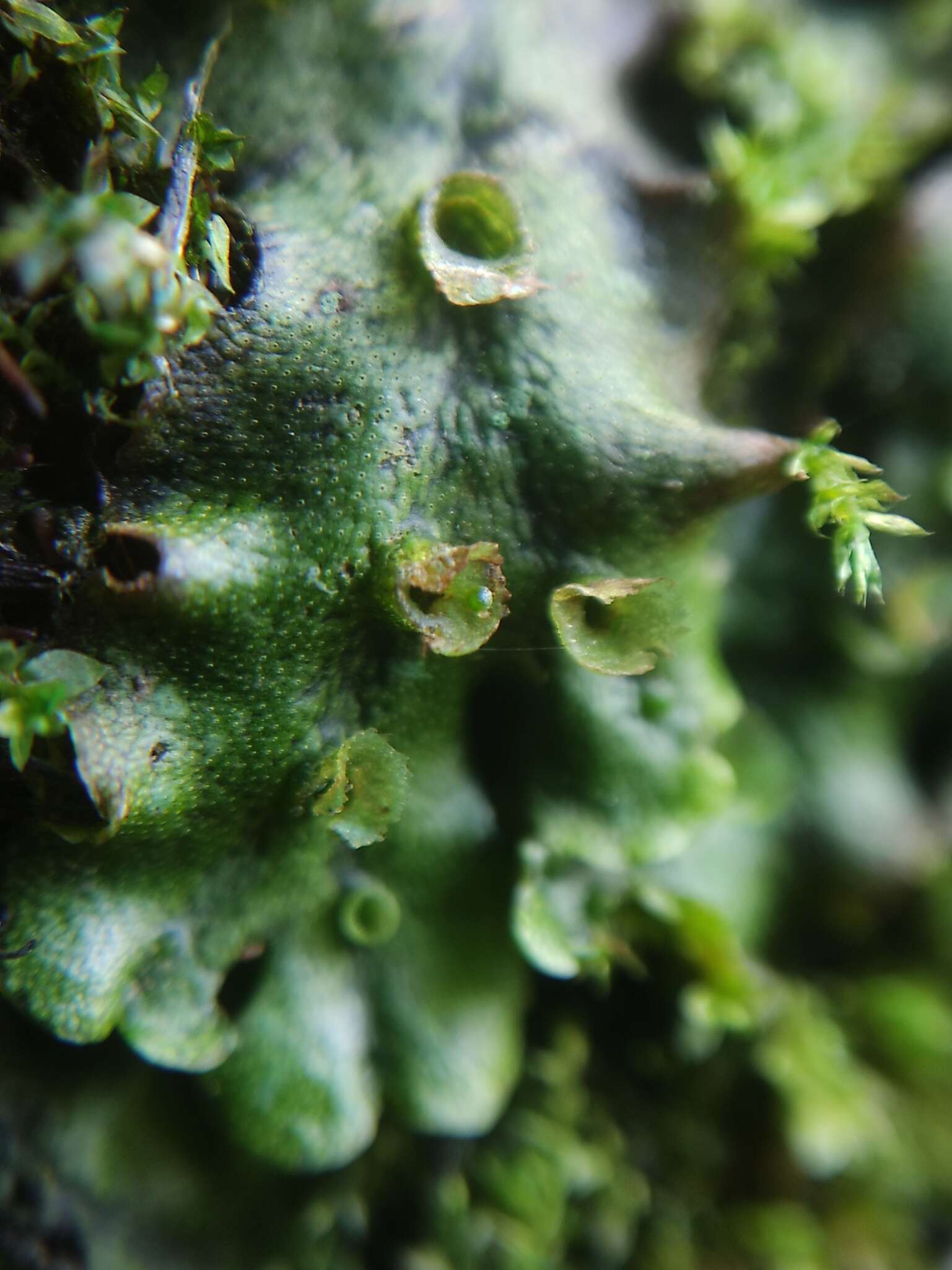 Image of common liverwort