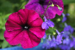 Image of lobelia