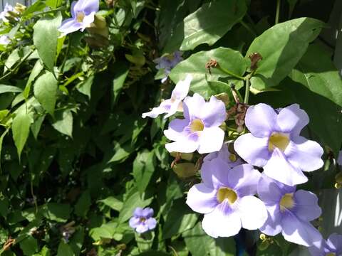 Image of Bengal clock vine