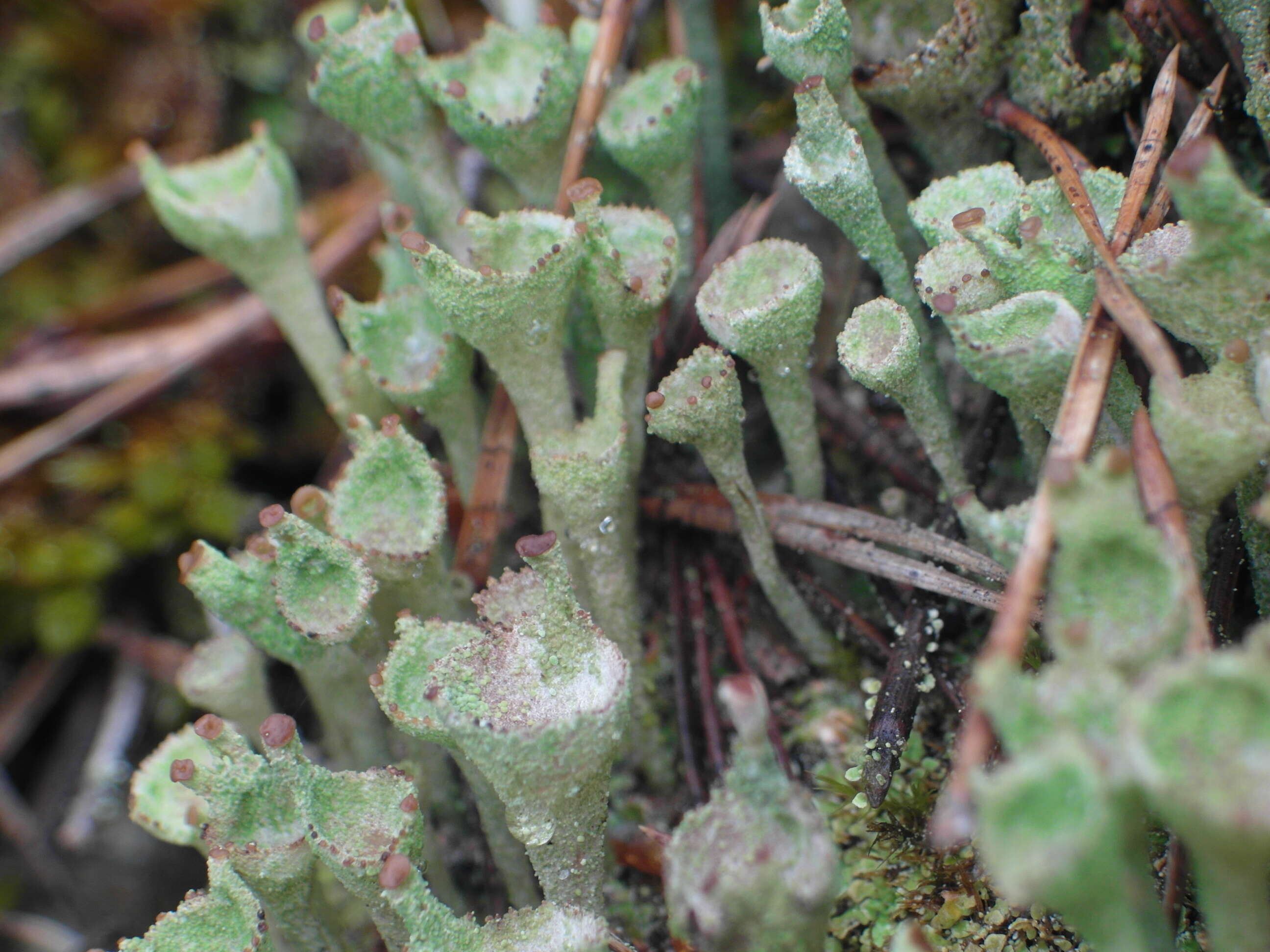 Image of cup lichen