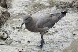 Image of Lava Gull