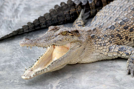 Image of Estuarine Crocodile