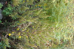 Image of Cutler's alpine goldenrod