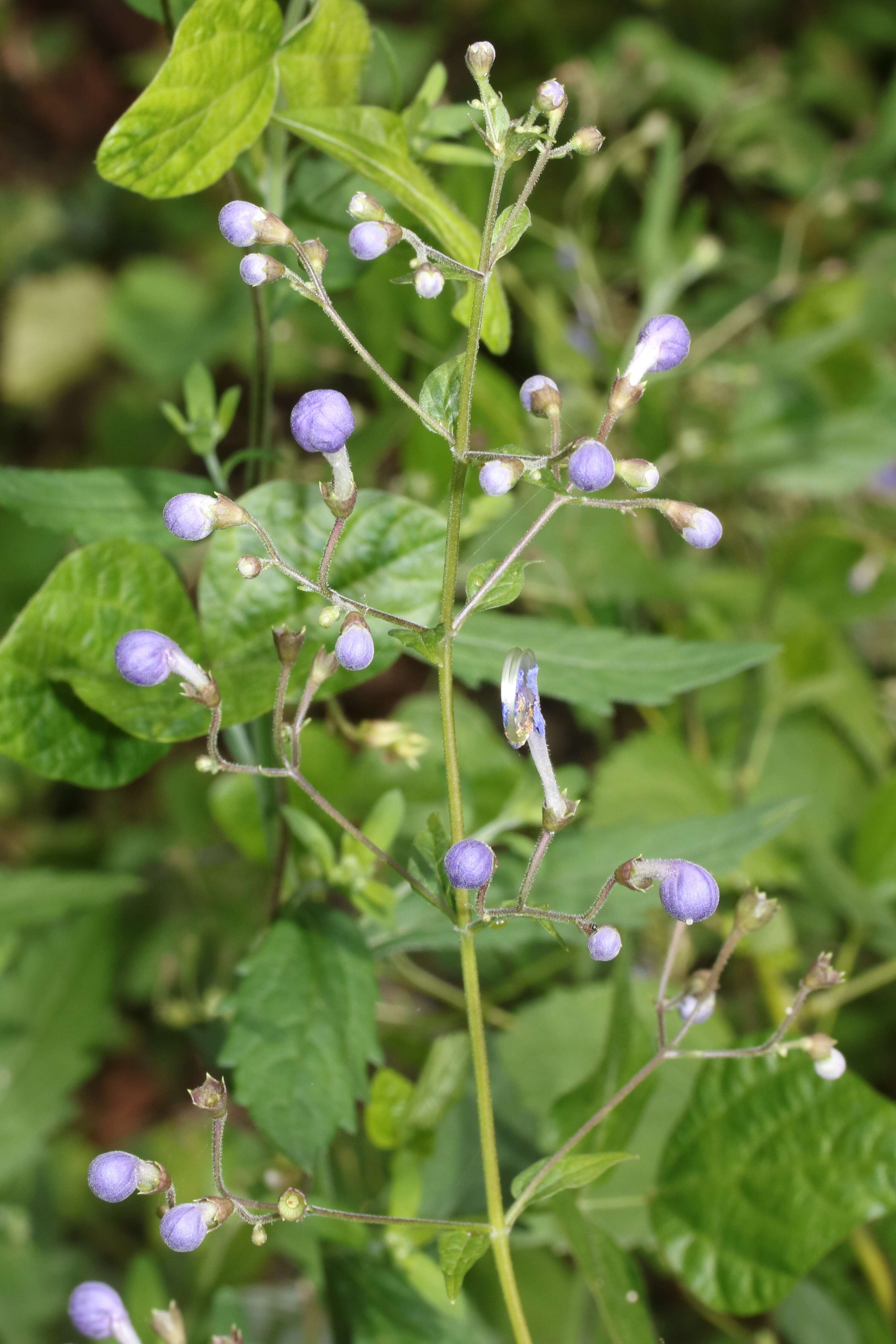 Imagem de Tripora divaricata (Maxim.) P. D. Cantino