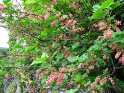 Image of Rock Red Currant