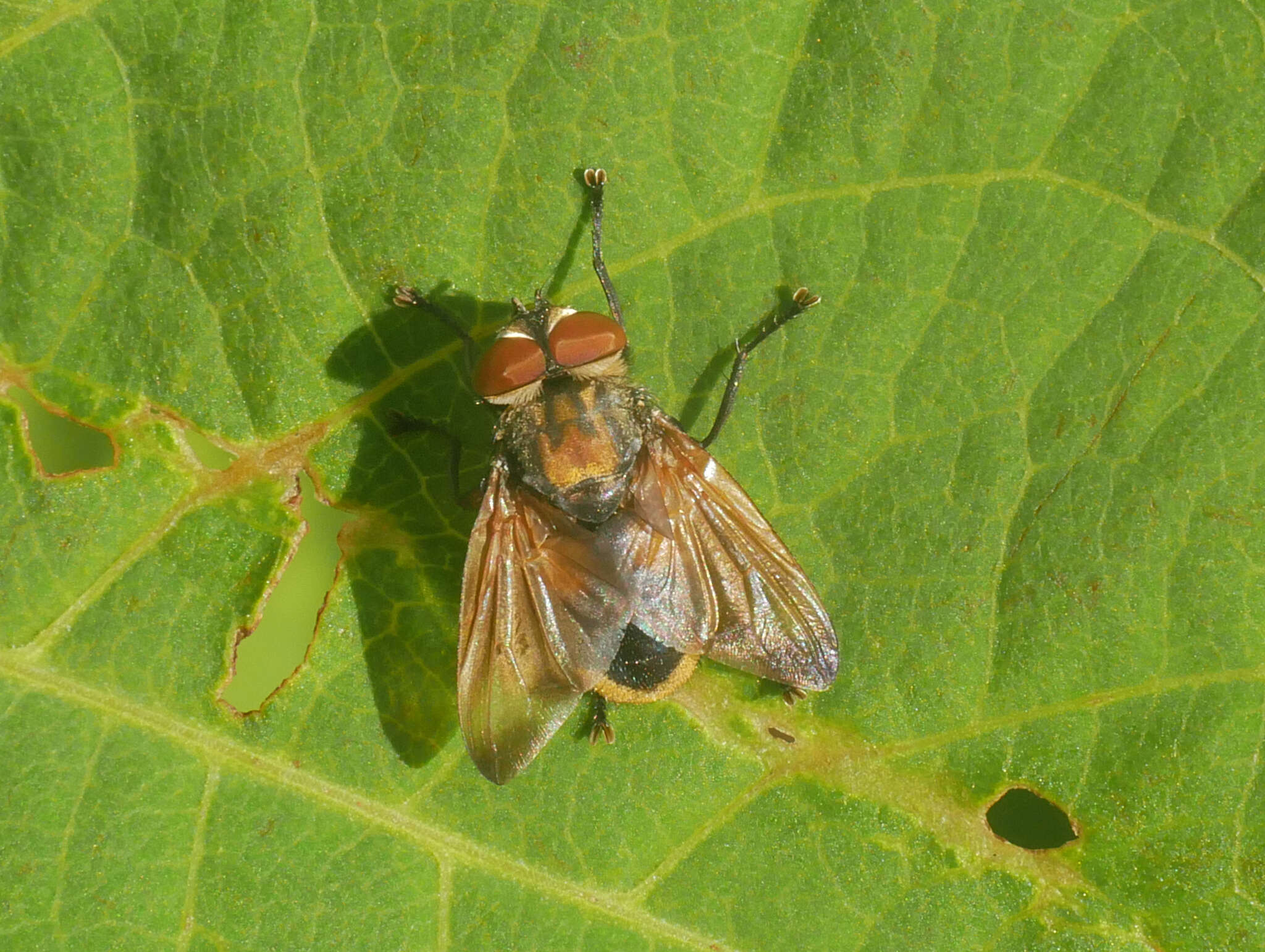 Image of Phasia aurigera (Egger 1860)